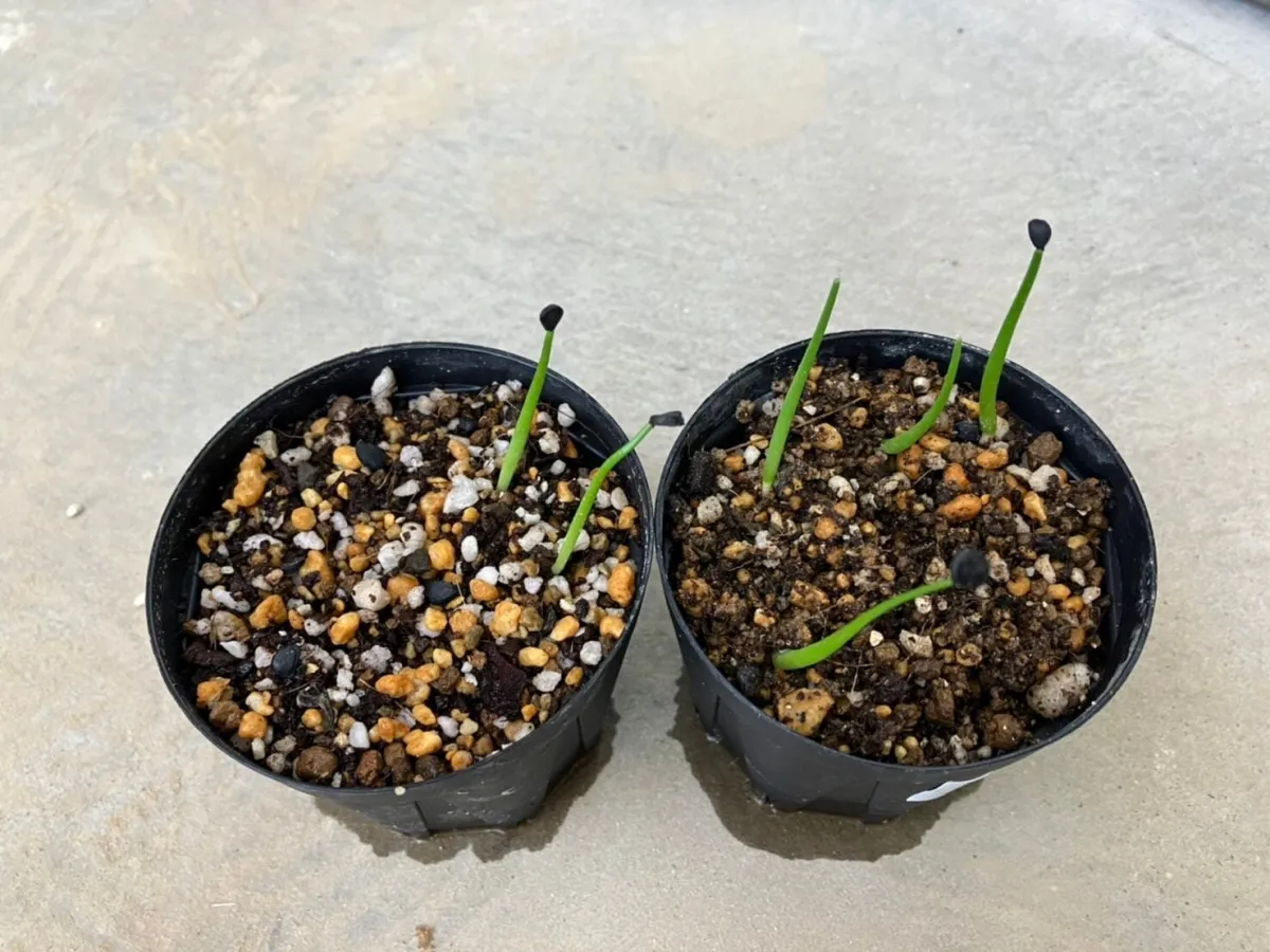 Agave deserti var. deserti (アガベ デザーティ)