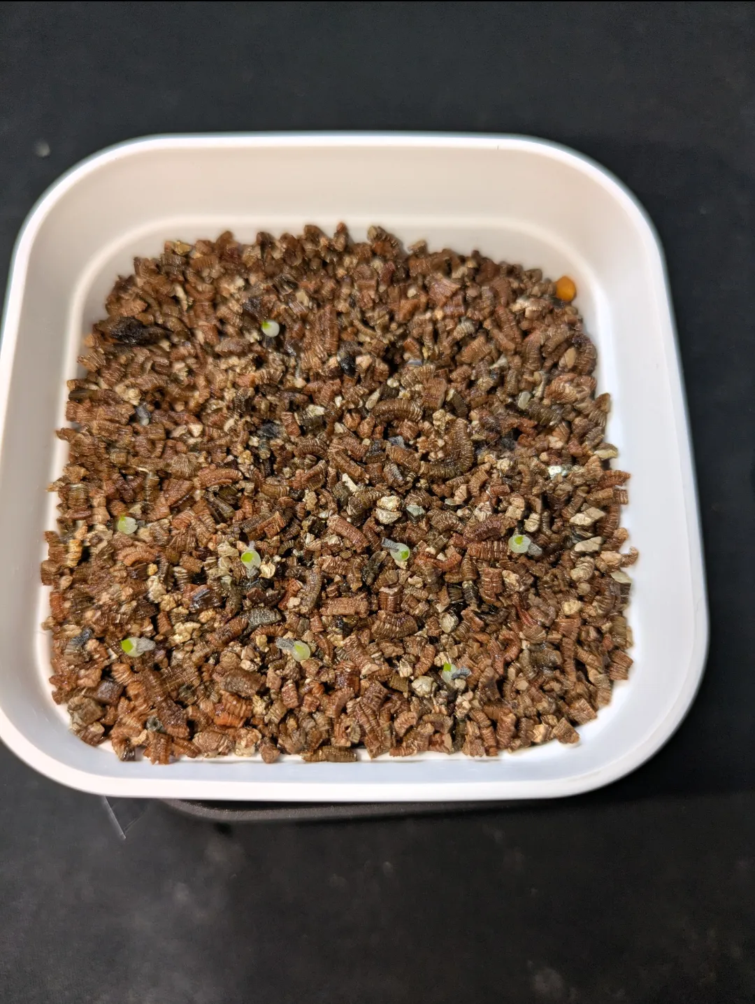 Haworthia comptoniana var. comptoniana JDV90-8 (ハオルチア コンプトニアナ90-8)