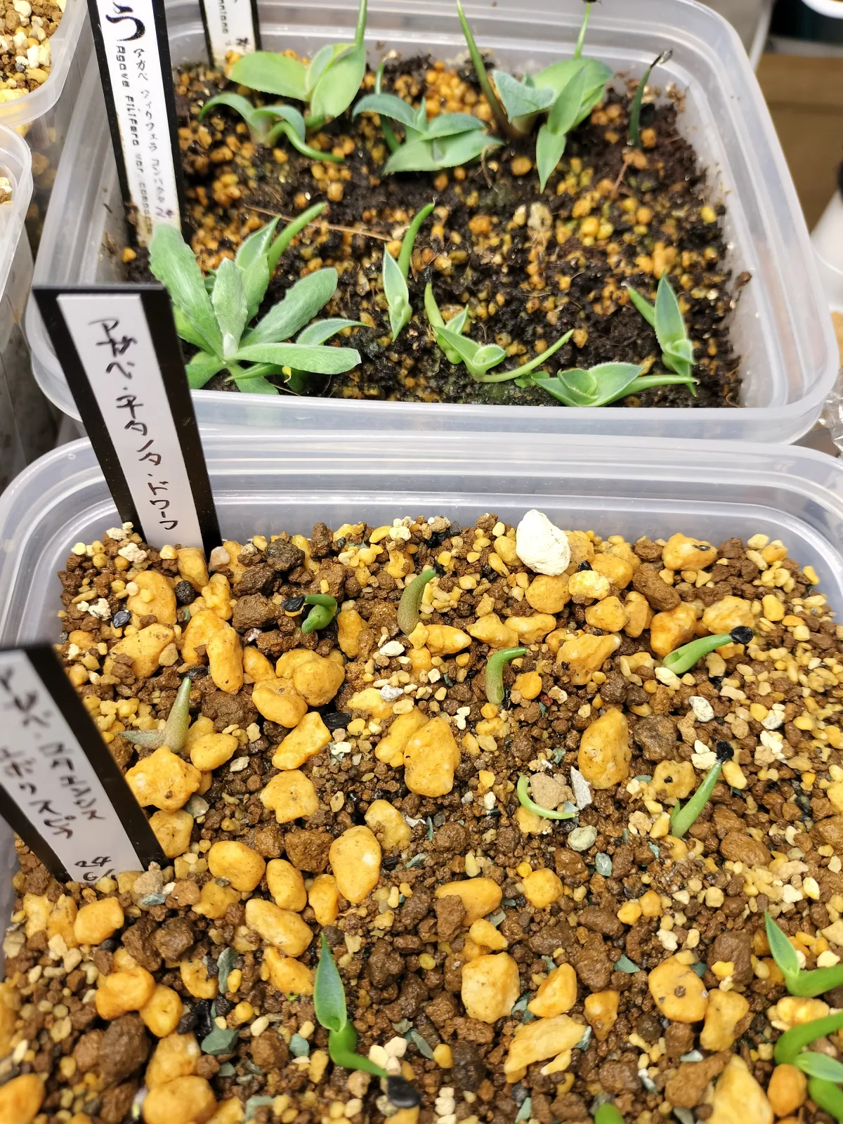 Agave titanota (アガベ チタノタ ドワーフ)