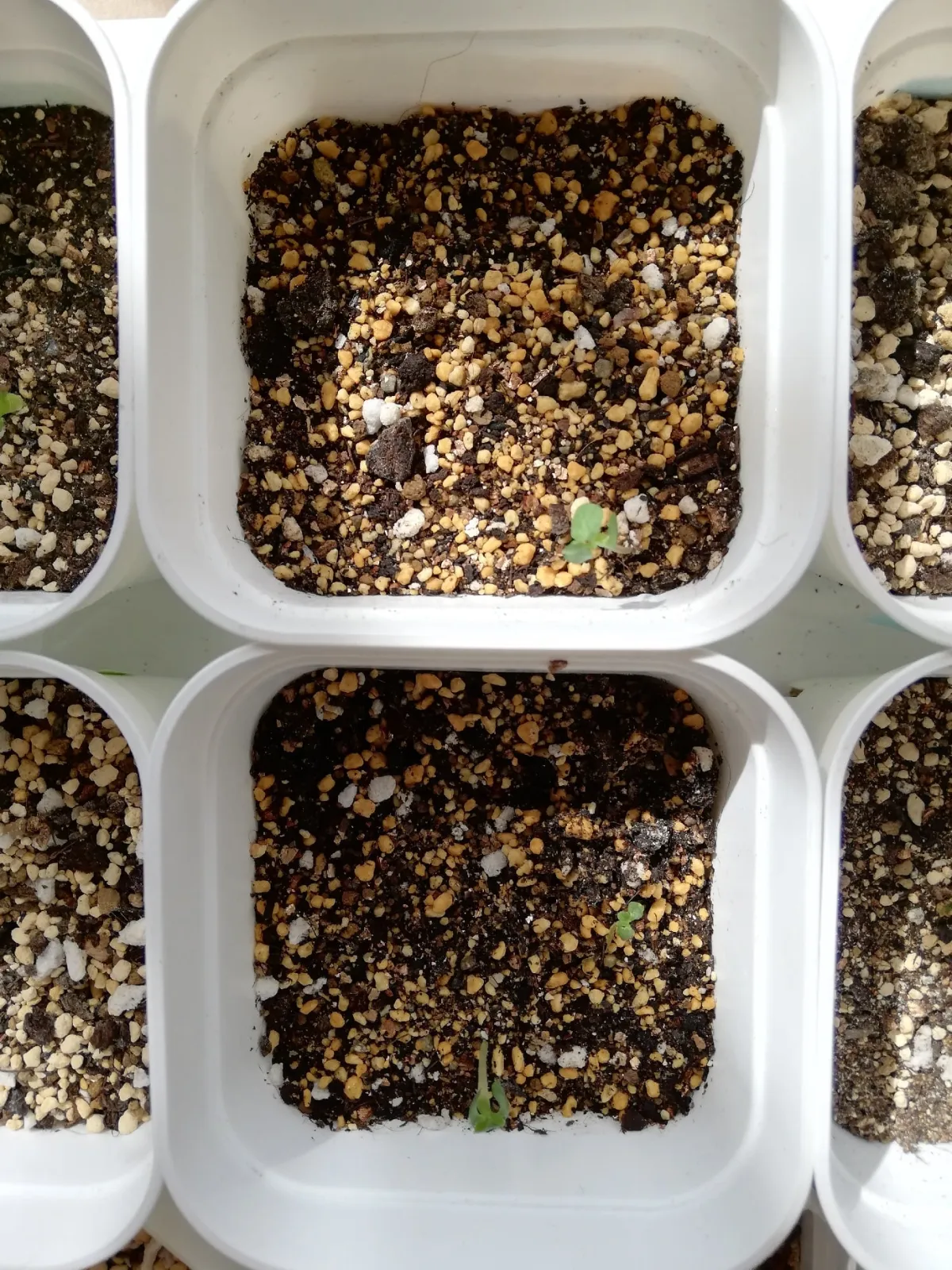 Dorstenia hildebrandtii (ドルステニア ヒルデブランドティー)