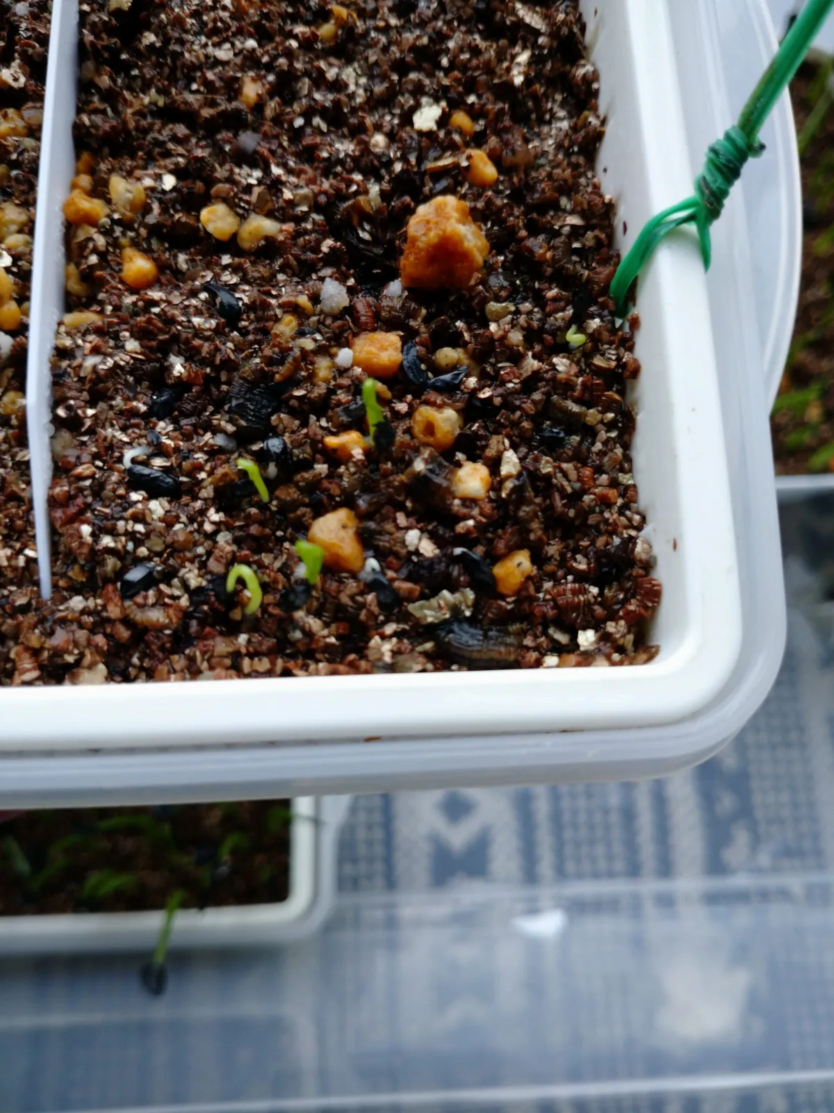 Bowiea volubilis (ボウィエア ボルビリス 蒼角殿)