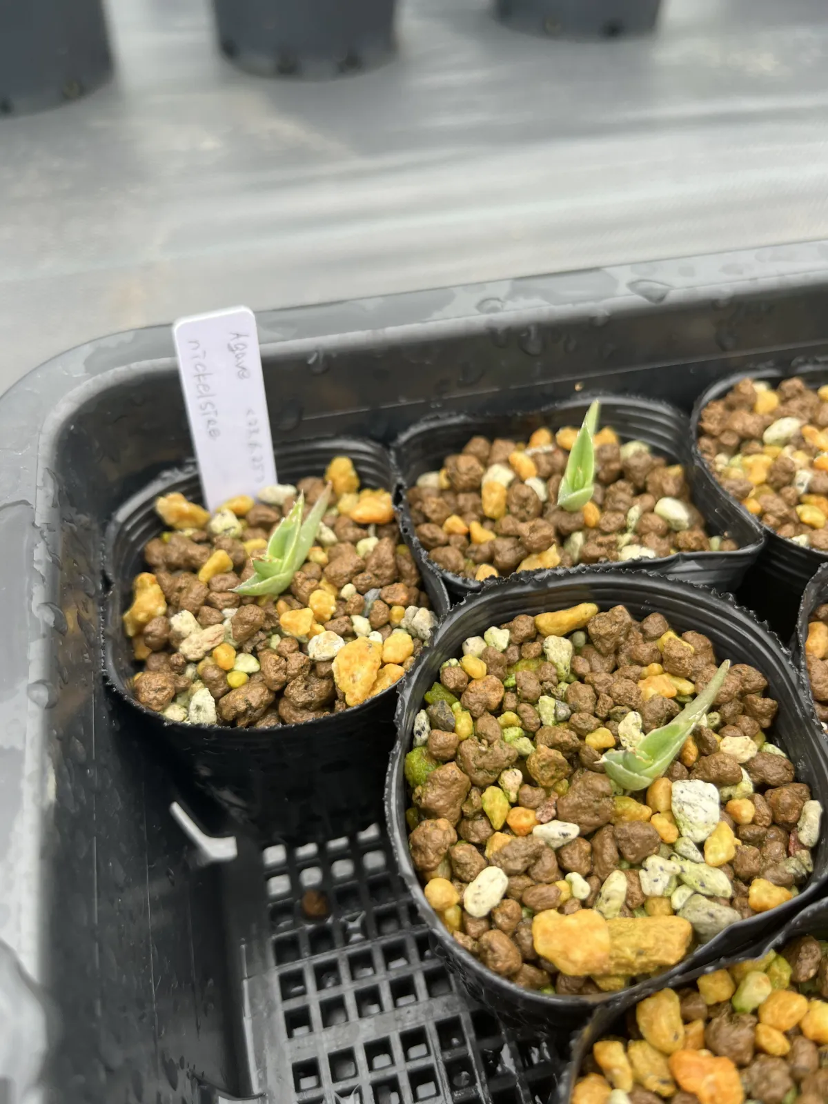 Agave nickelsiae (アガベ ニッケルシー)