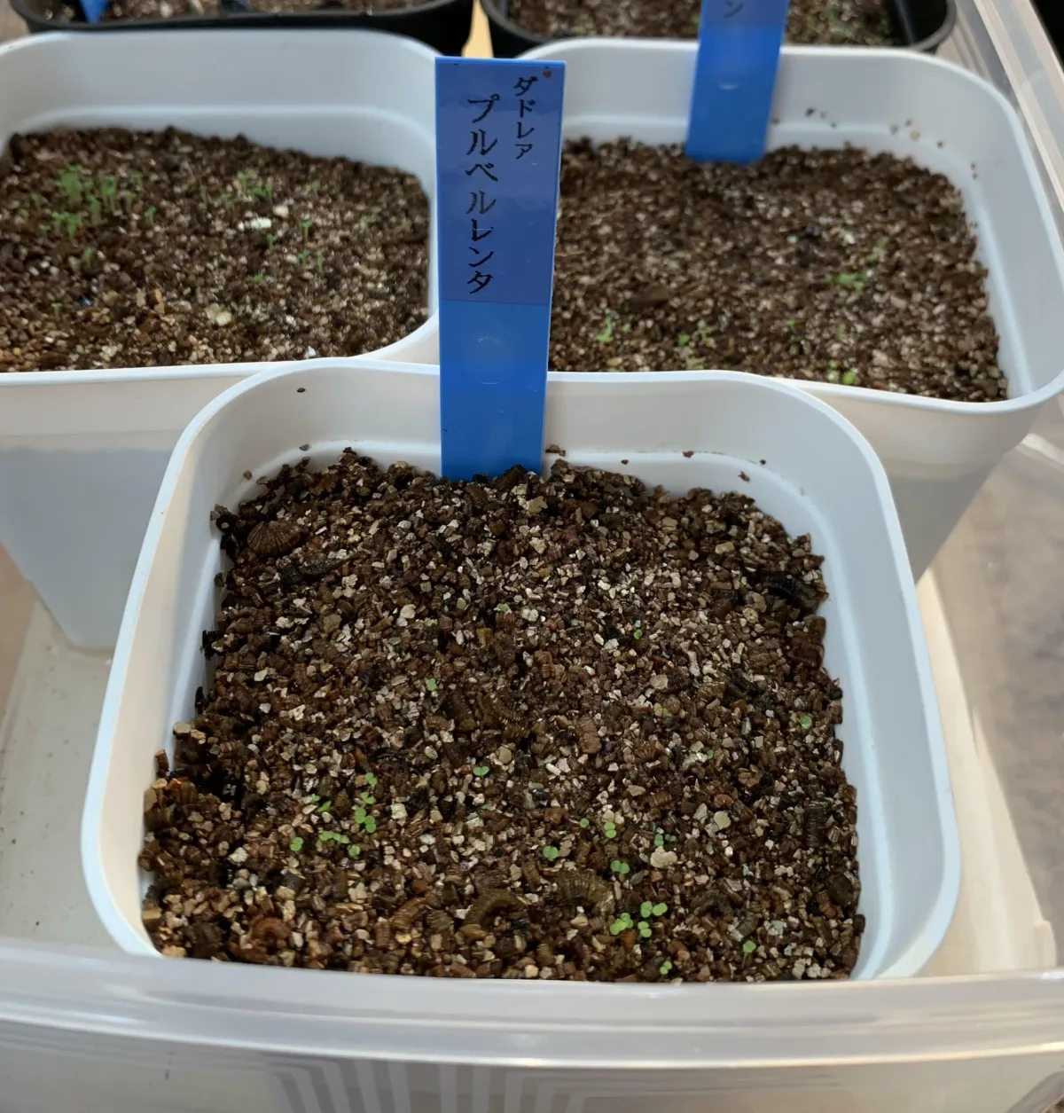 Dudleya pulverulenta (ダドレヤ プルベルレンタ)