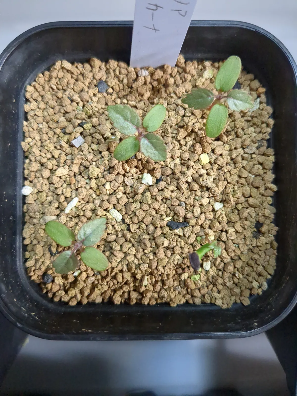 Beiselia mexicana (ベイセリア メキシカーナ)