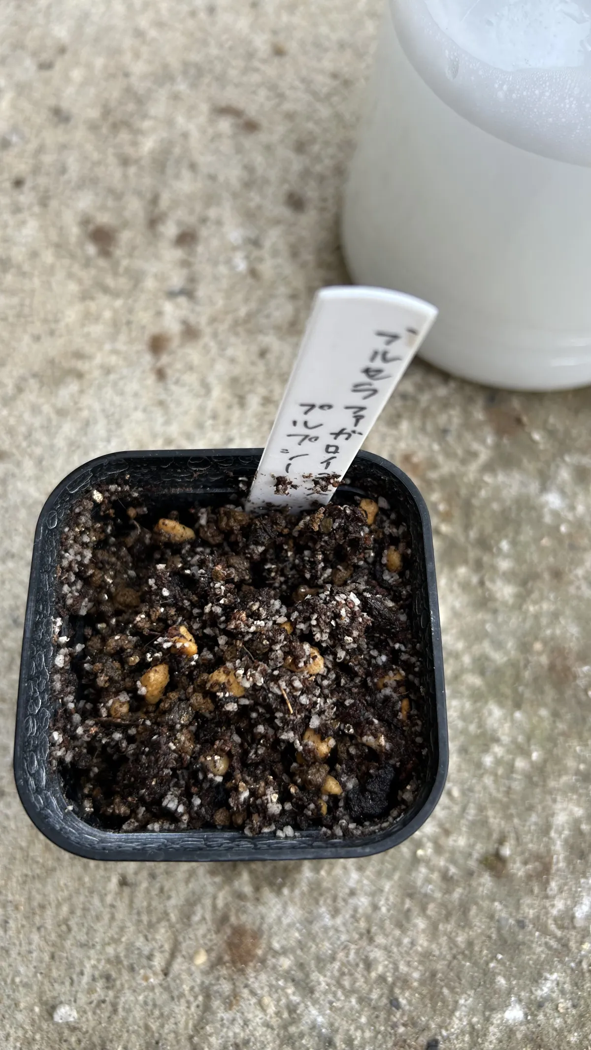 Bursera fagaroides (ブルセラ ファガロイデスプルプシー)