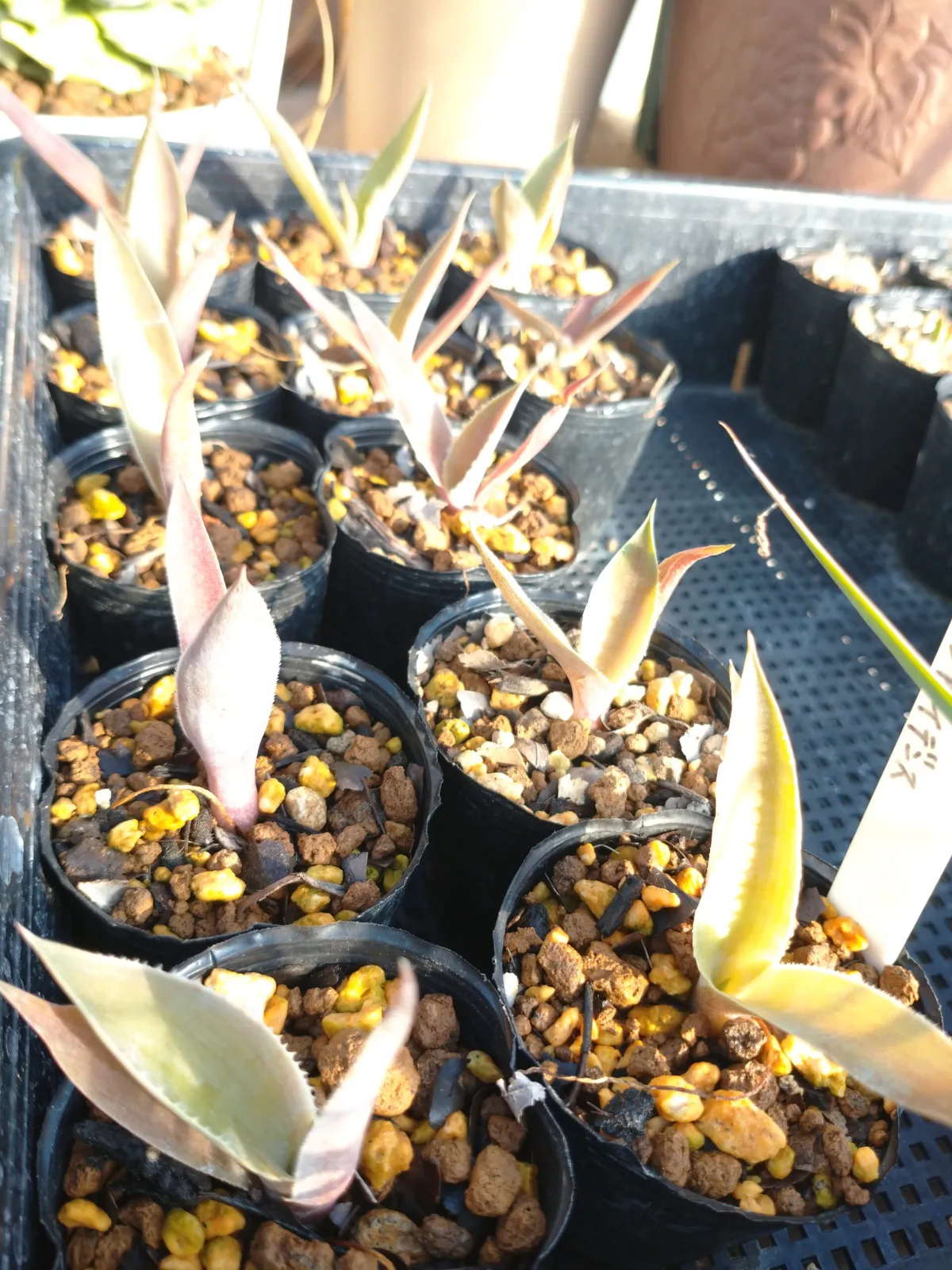 Agave inaequidens (アガベ インアクイデンス)