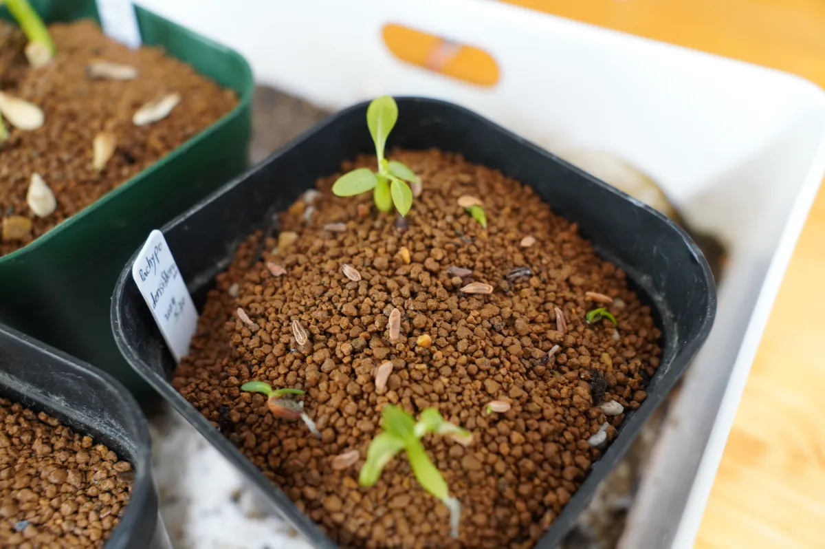 Pachypodium densiflorum var. densiflorum (パキポディウム デンシフローラム)