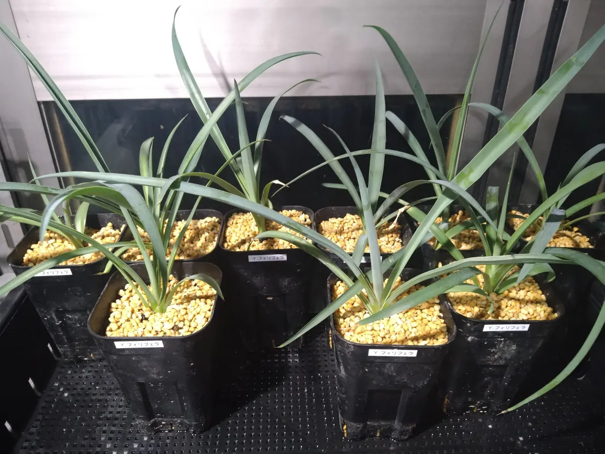 Yucca filifera (ユッカ フィリフェラ)