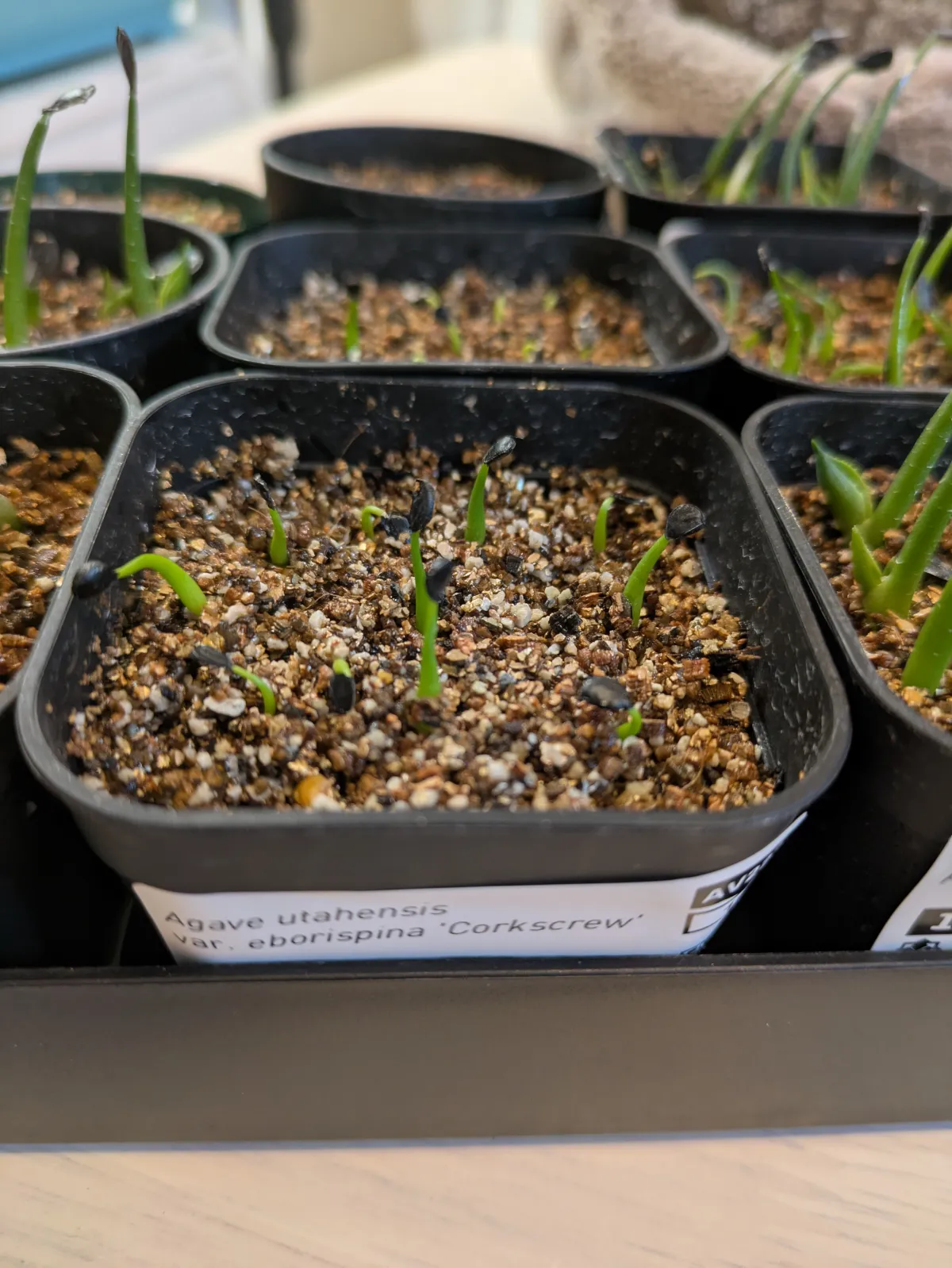 Agave utahensis var. eborispina 'Corkscrew' (アガベ ユタエンシスコークスクリュー)