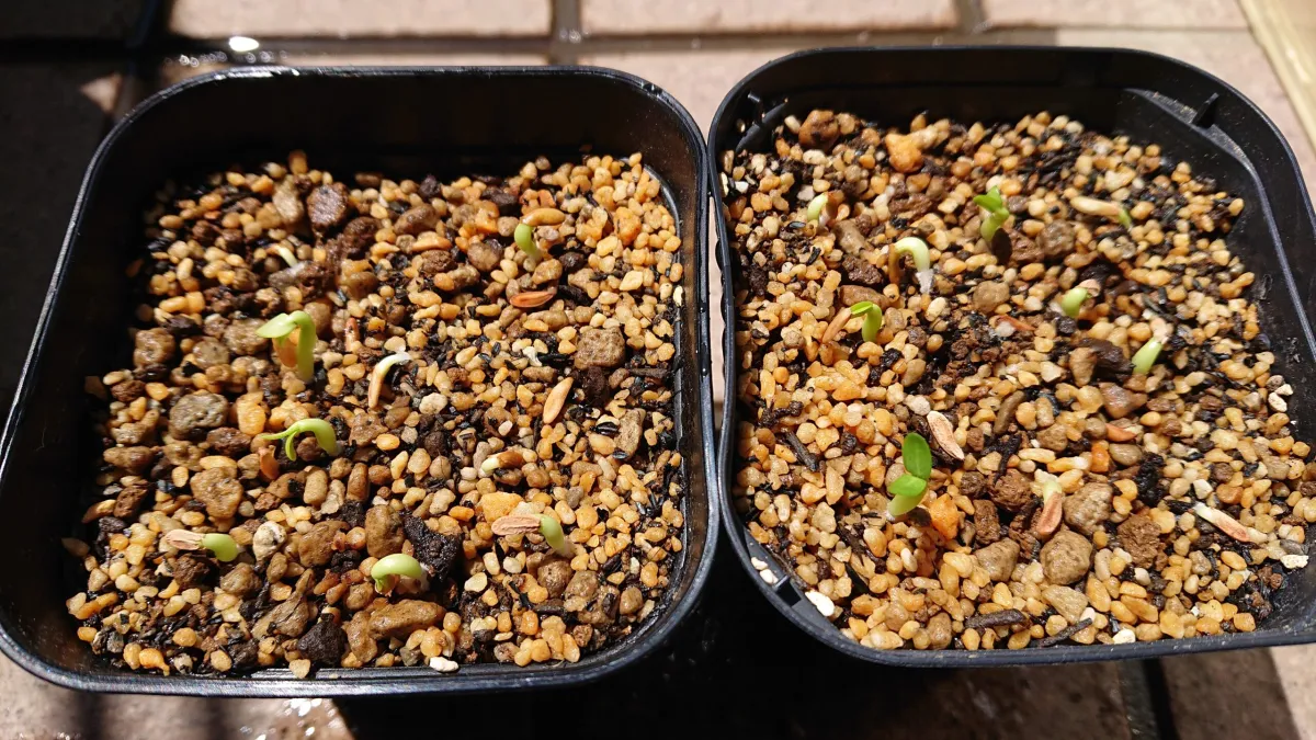 Pachypodium rosulatum ssp. rosulatum (パキポディウム ロスラーツム)