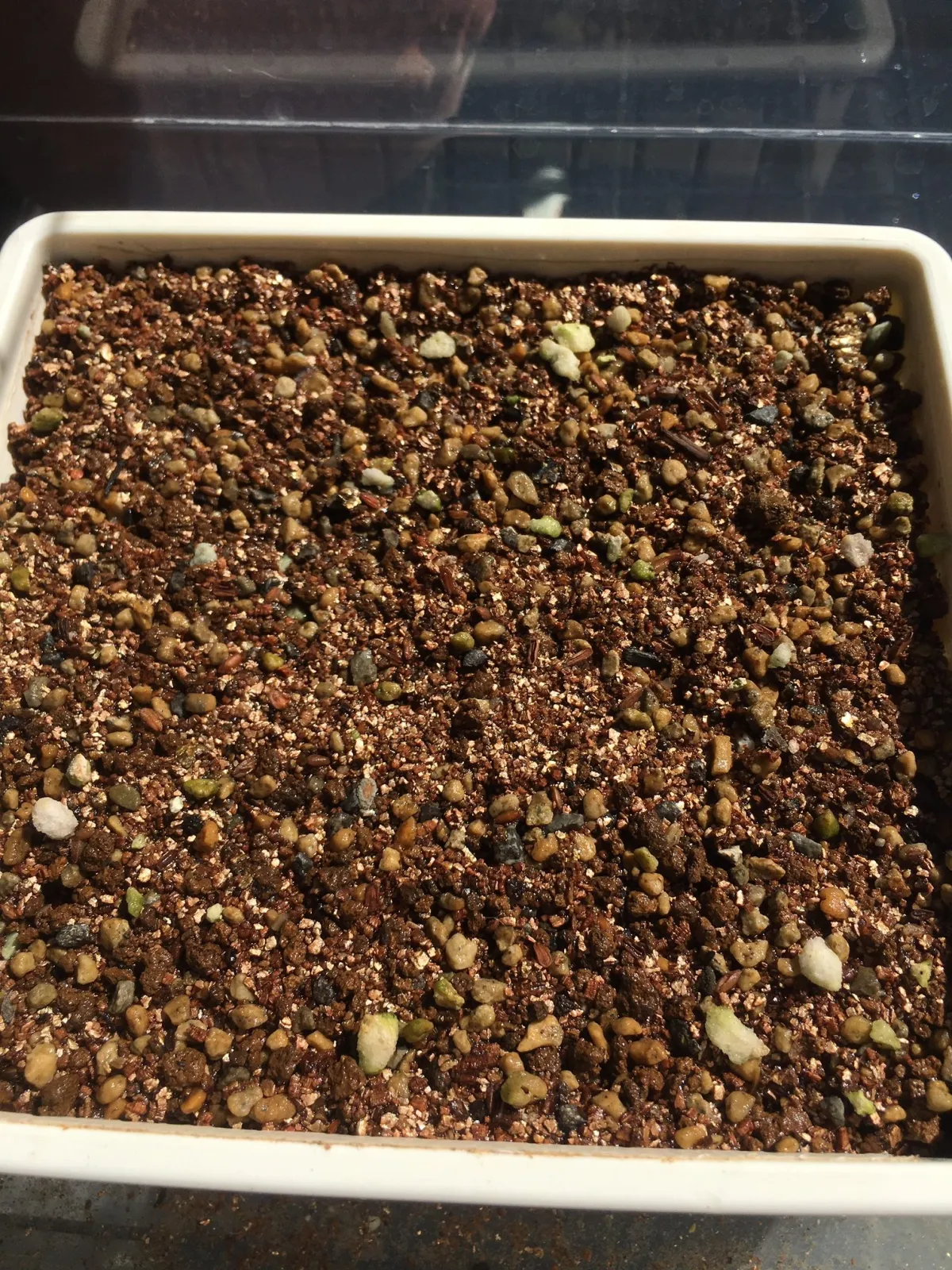 [モニター種子] パキポディウム ブレビカウレ Pachypodium brevicaule ssp. brevicaule