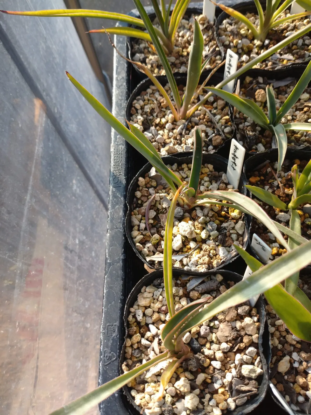 Yucca carnerosana (ユッカ カルネロサーナ)