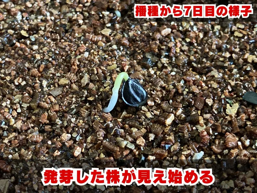 Agave victoriae-reginae (アガベ ビクトリアレジーナエ 笹の雪)