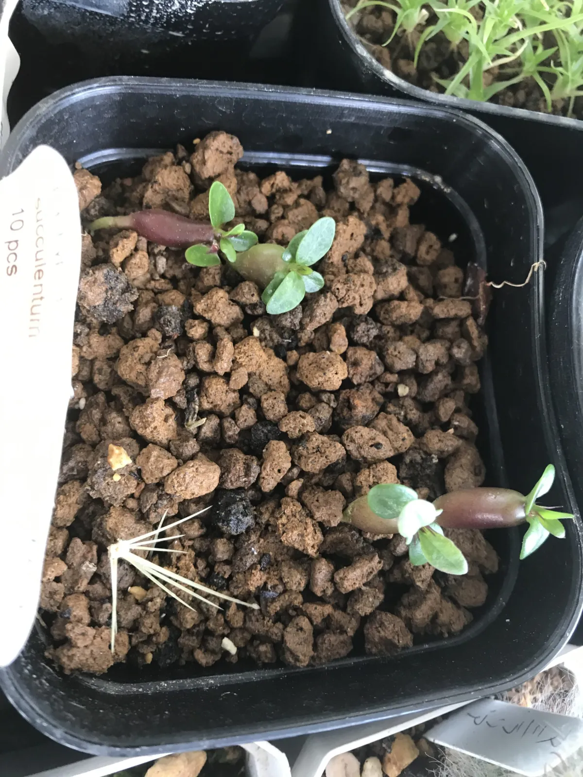 Pachypodium succulentum (パキポディウム サキュレンタム)