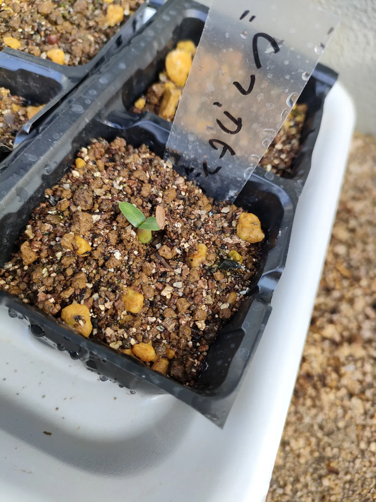 Pachypodium densiflorum var. brevicalyx (パキポディウム ブレビカリックス)