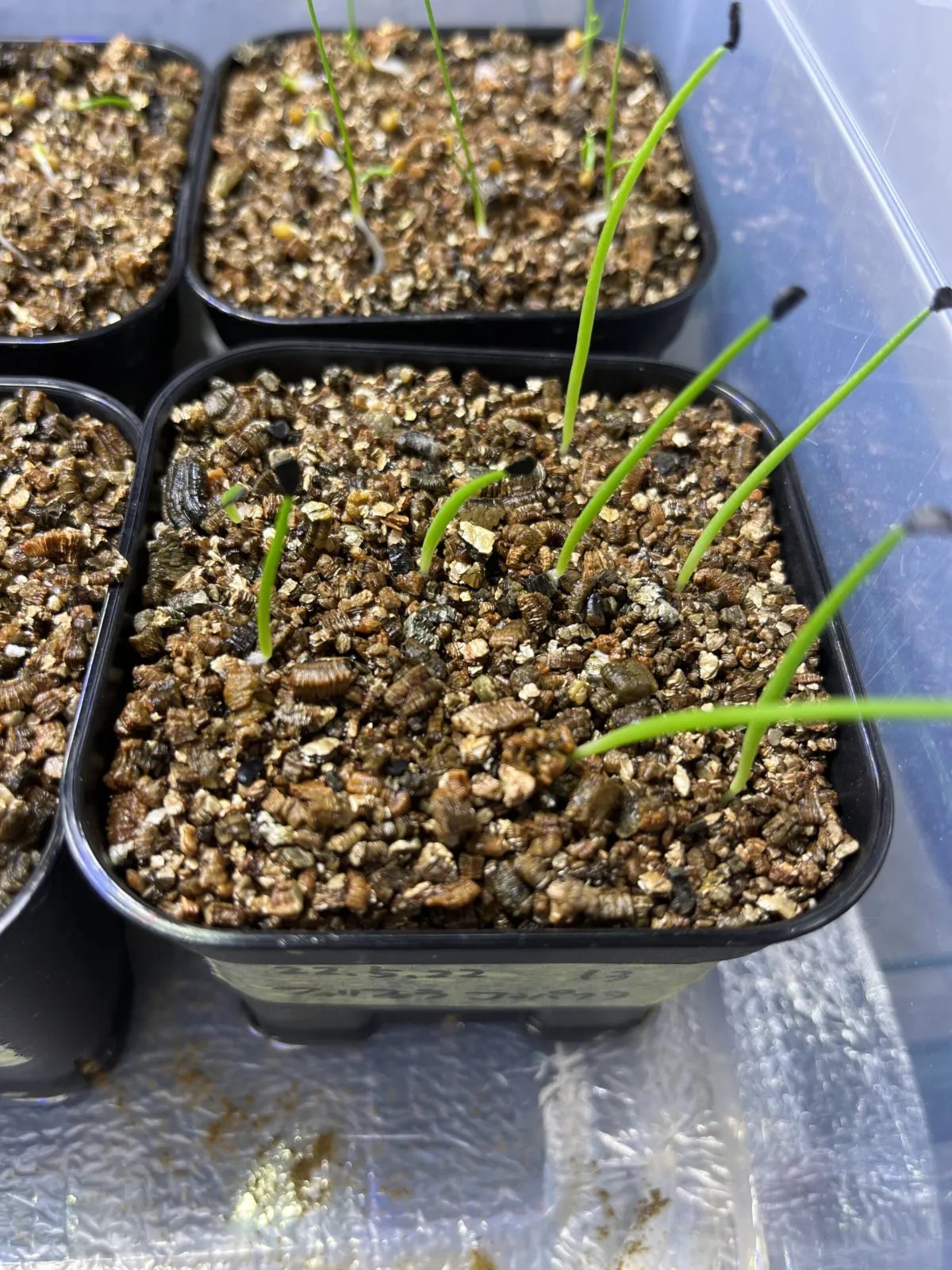 Agave filifera var. compacta (アガベ フィリフェラコンパクタ)