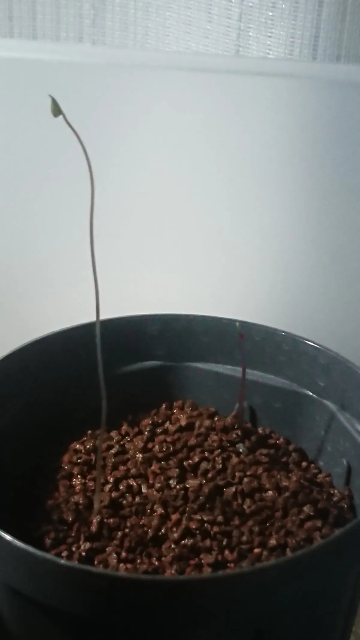 Dioscorea elephantipes (ディオスコレア エレファンティペス2023F)