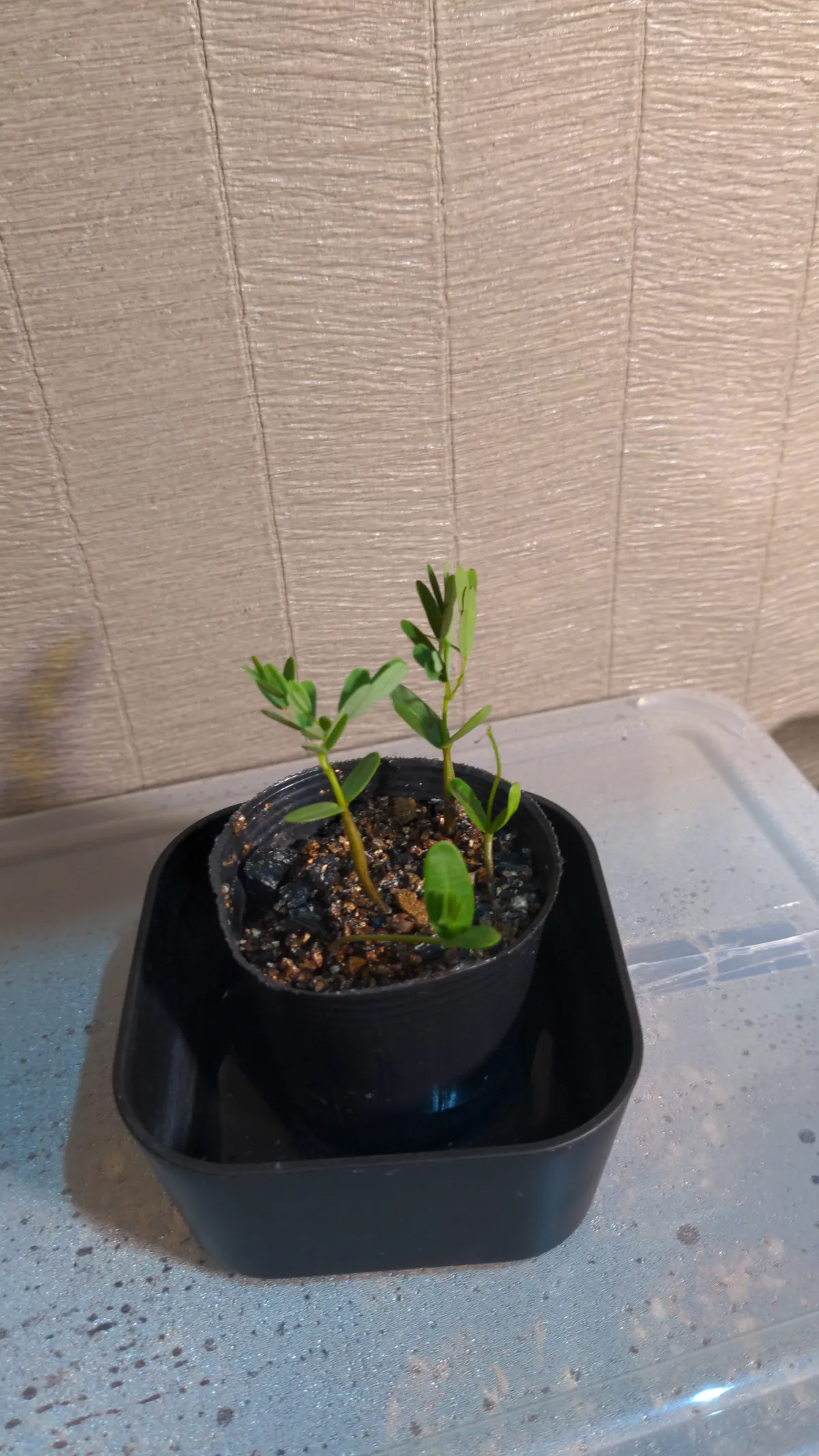 Senna meridionalis (センナ メリディオナリス)