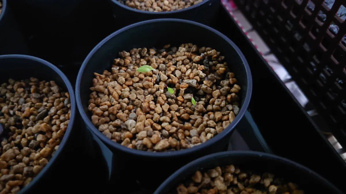 Puya weddelliana (プヤ ウェデリアナ)