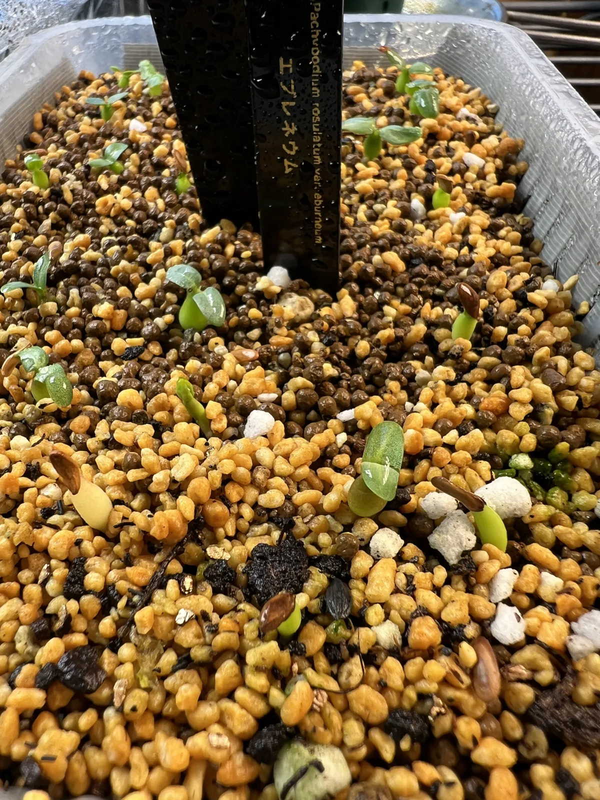 Pachypodium rosulatum var. eburneum (パキポディウム エブレネウム)