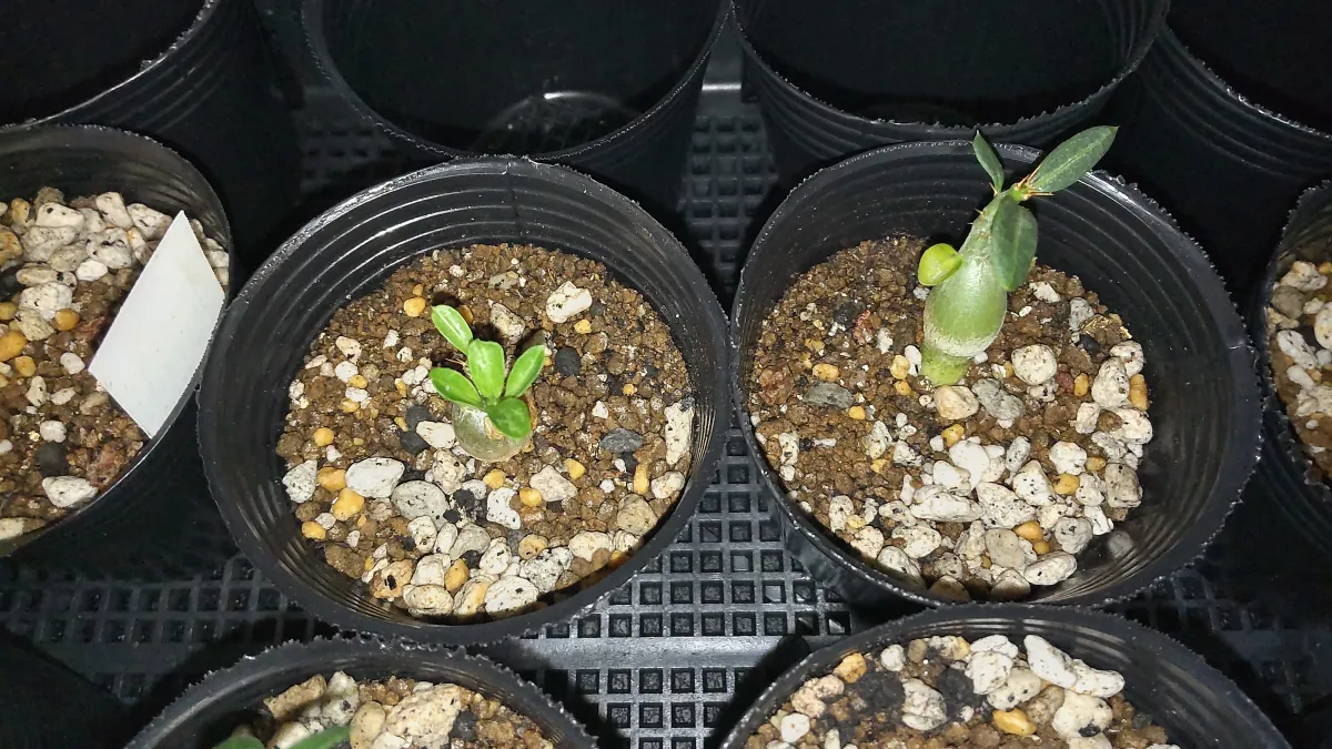 Pachypodium bispinosum (パキポディウム ビスピノーサム)