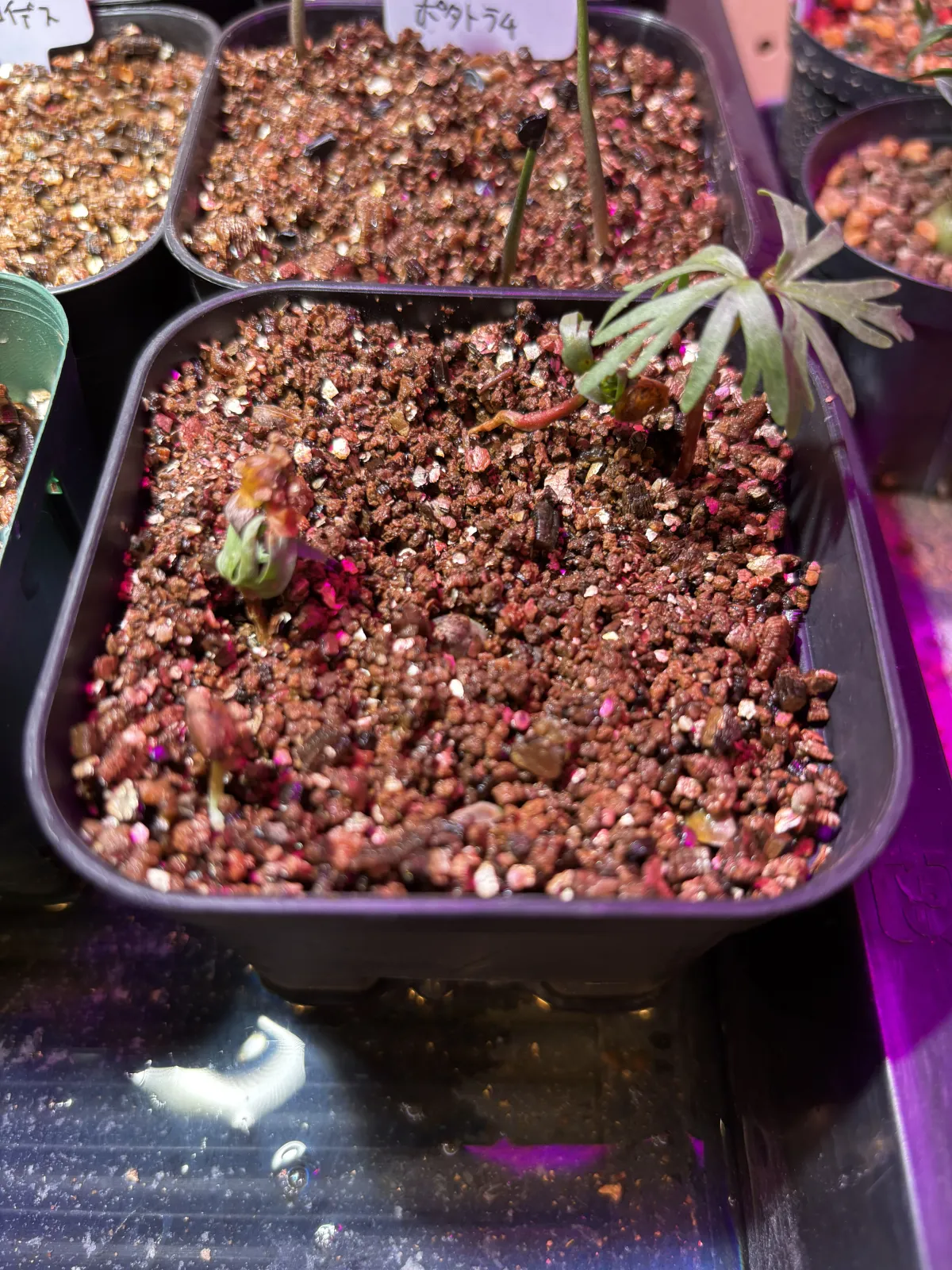 Bursera fagaroides (ブルセラ ファガロイデス)