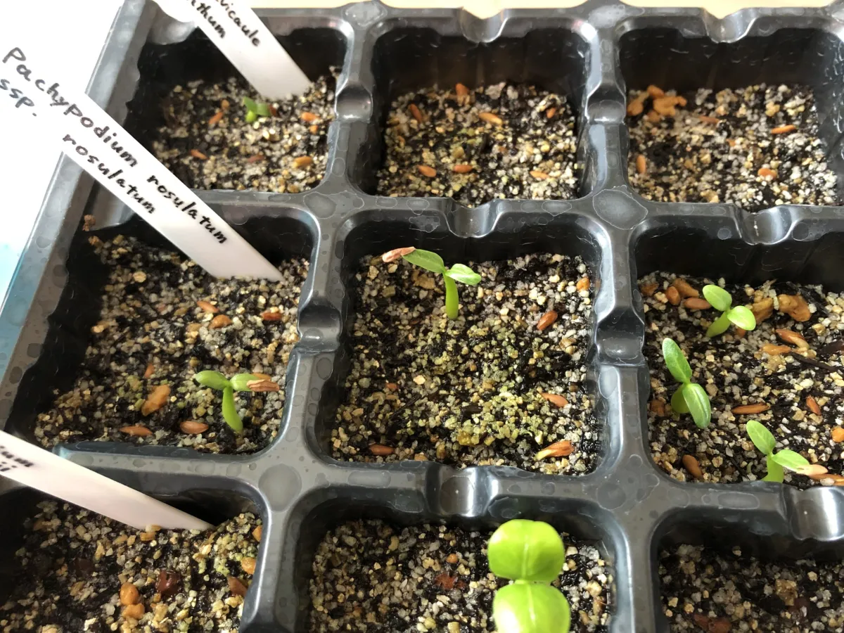 Pachypodium rosulatum ssp. rosulatum (パキポディウム ロスラーツム)