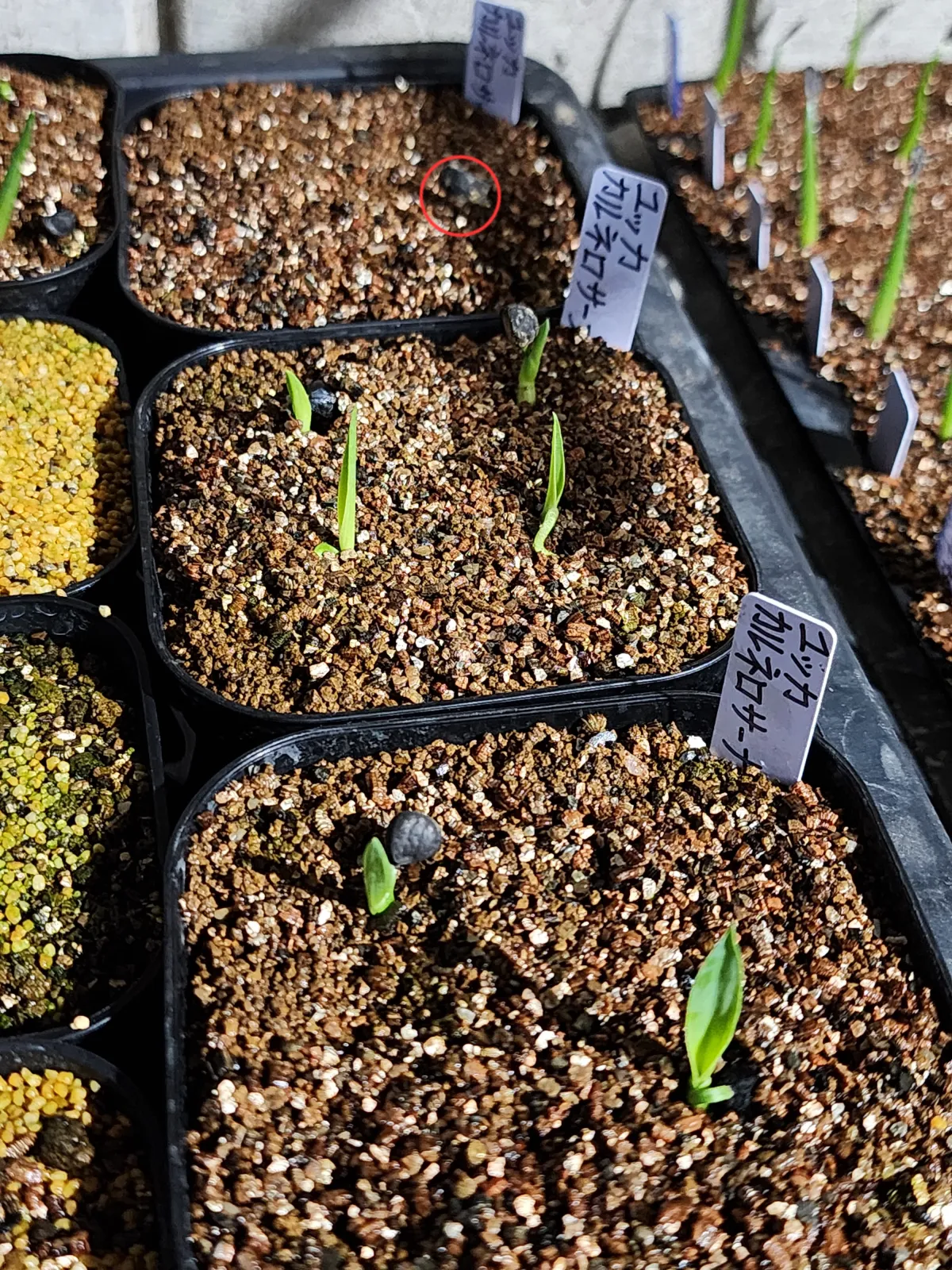 Yucca carnerosana (ユッカ カルネロサーナ)