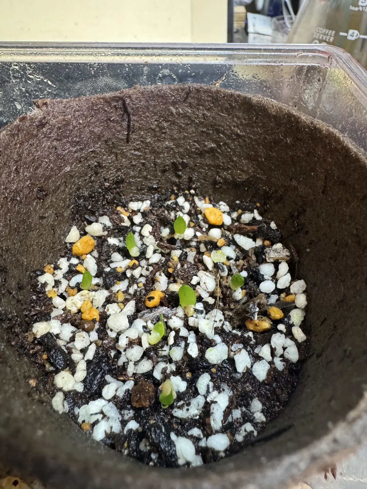 Aloe broomii var. tarkaensis (アロエ ブルーミータルカエンシス)