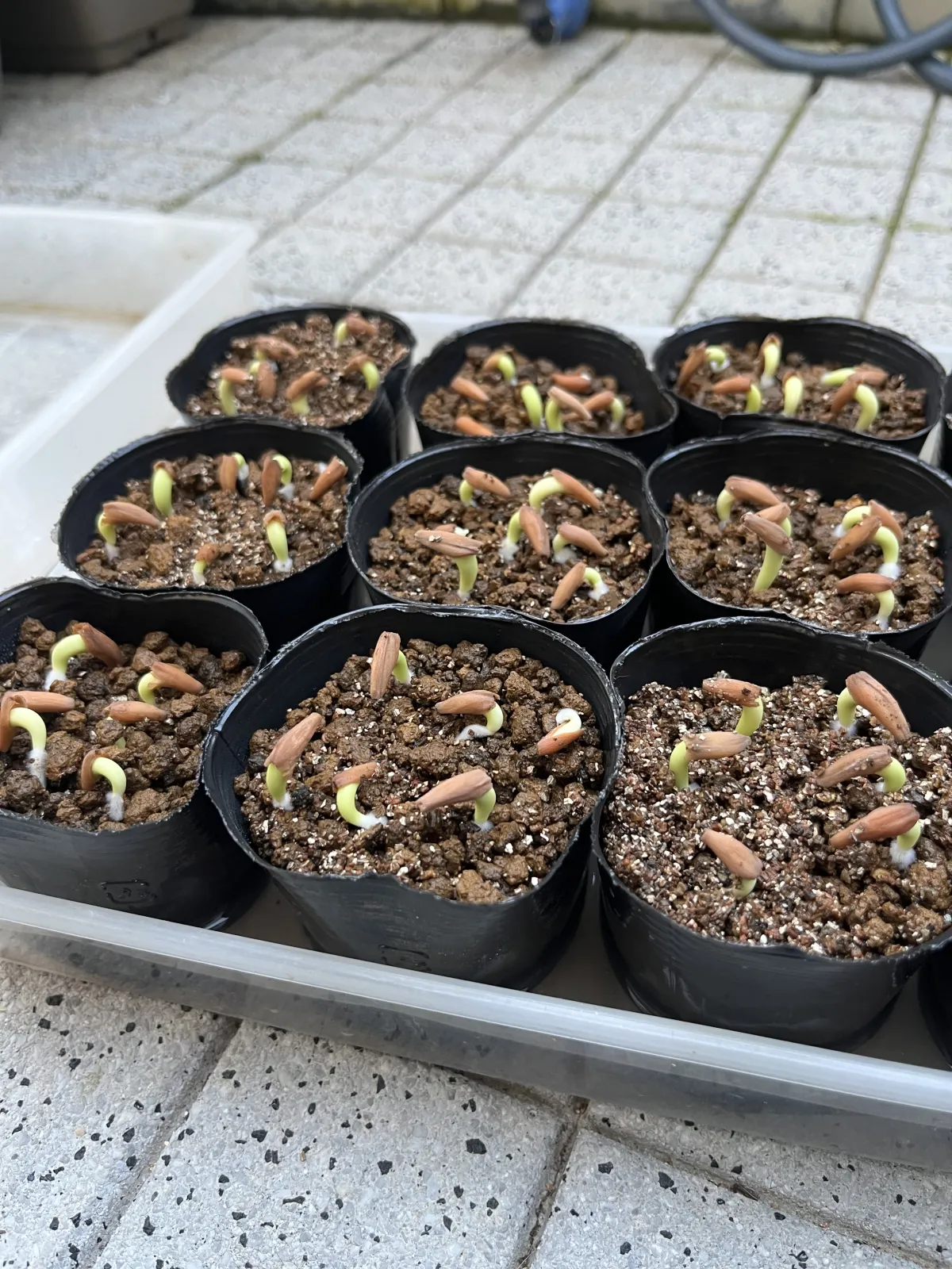 Adenium arabicum Black Stem (アデニウム アラビカム ブラックステム)