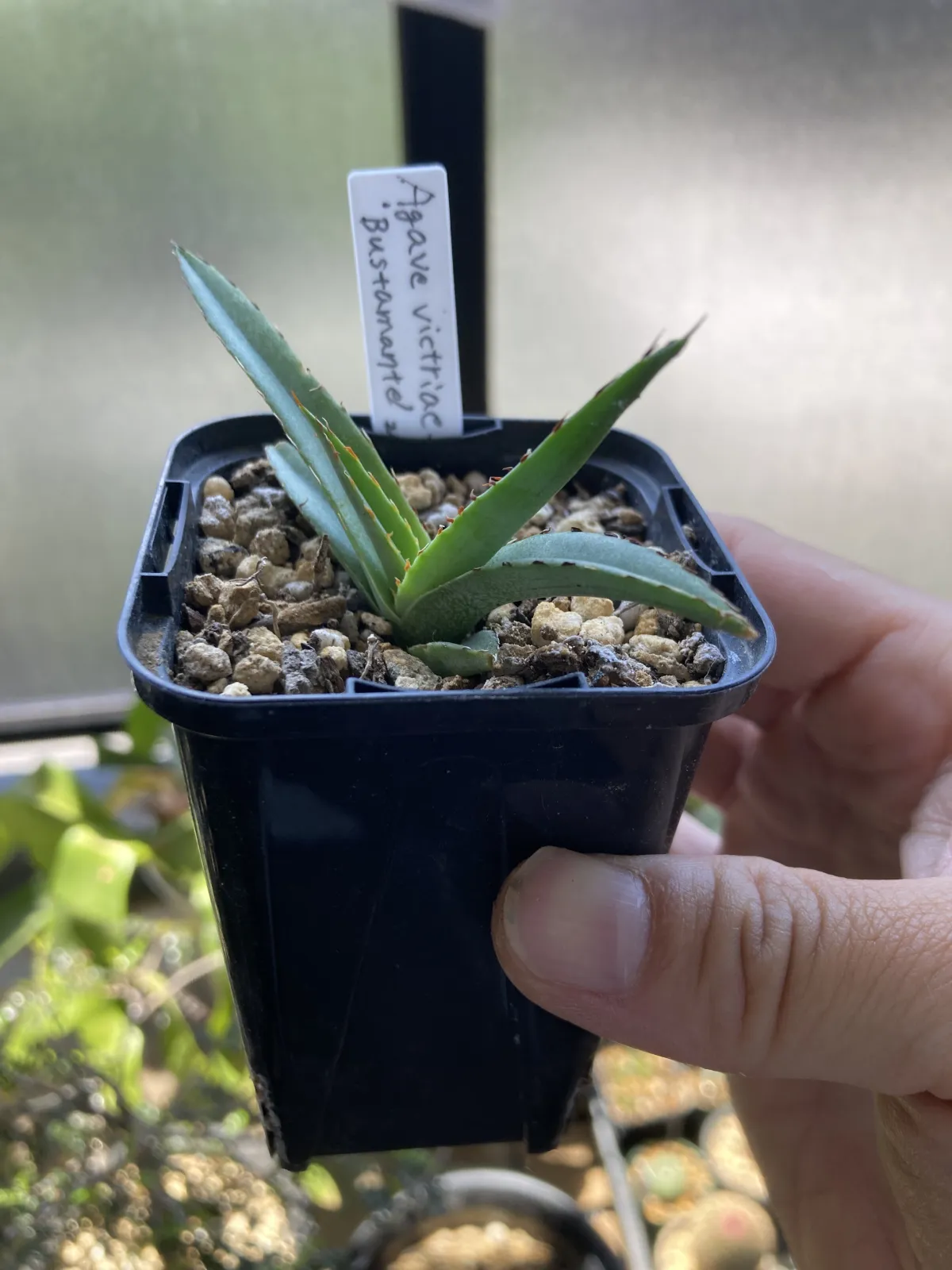 Agave victoriae-reginae 'Bustamante' (アガベ バスタマンテ)