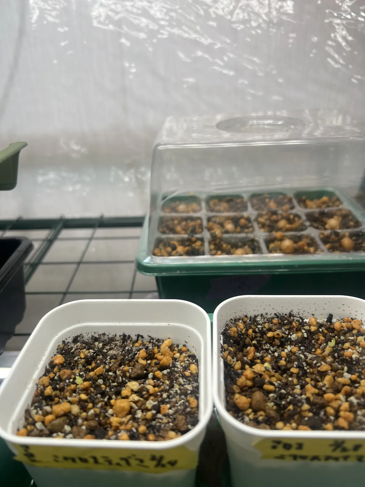 Aloe microstigma subsp. microstigma (アロエ ミクロスティグマ)