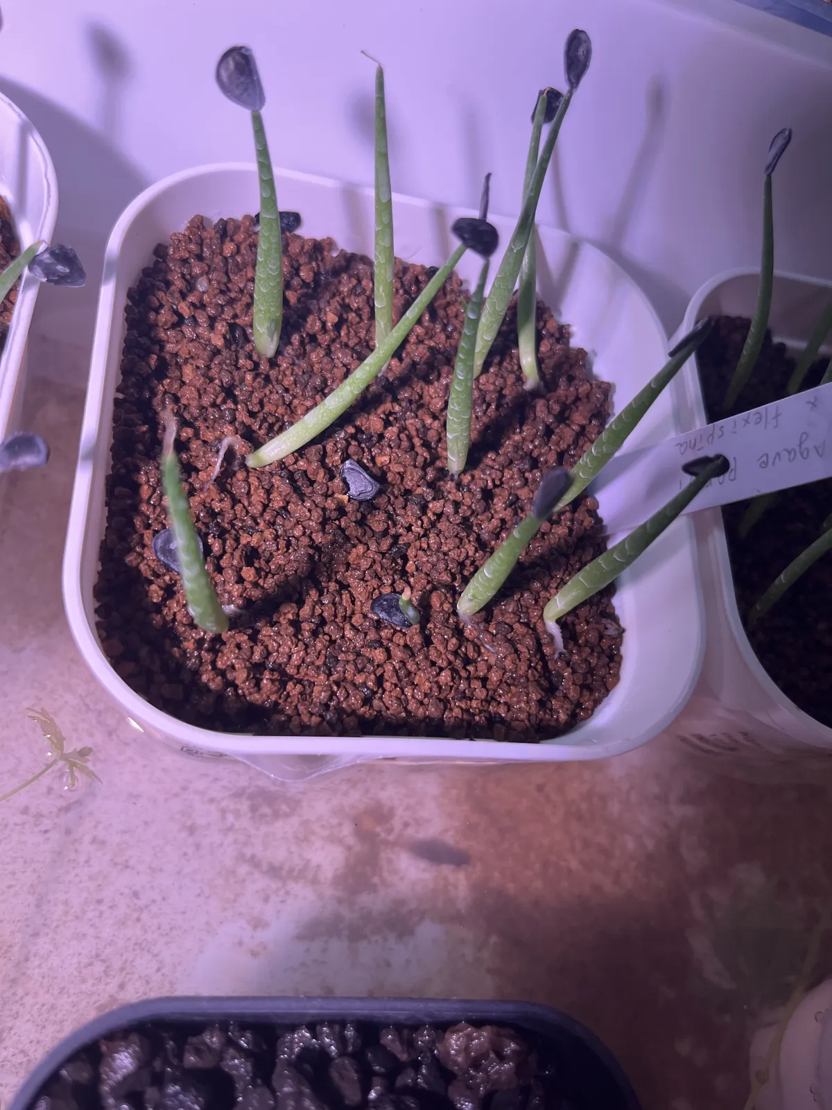 Agave parryi x flexispina (アガベ パリー x フレキシスピナ)