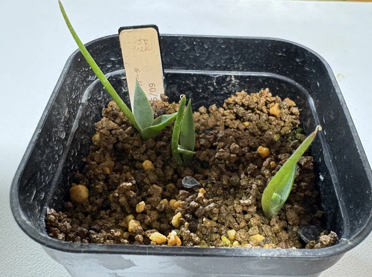 Agave parryi var. truncata (アガベ パリー トランカータ)