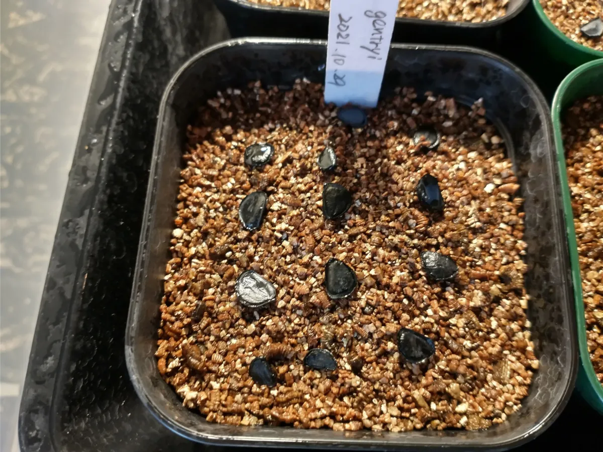 Agave gentryi (アガベ ジェントリー)