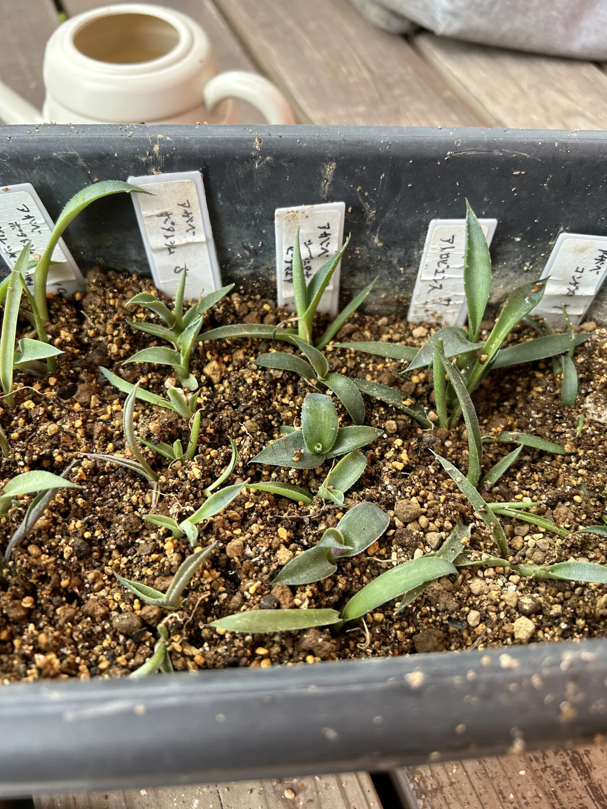 Agave seemanniana (アガベ シーマニアナ)