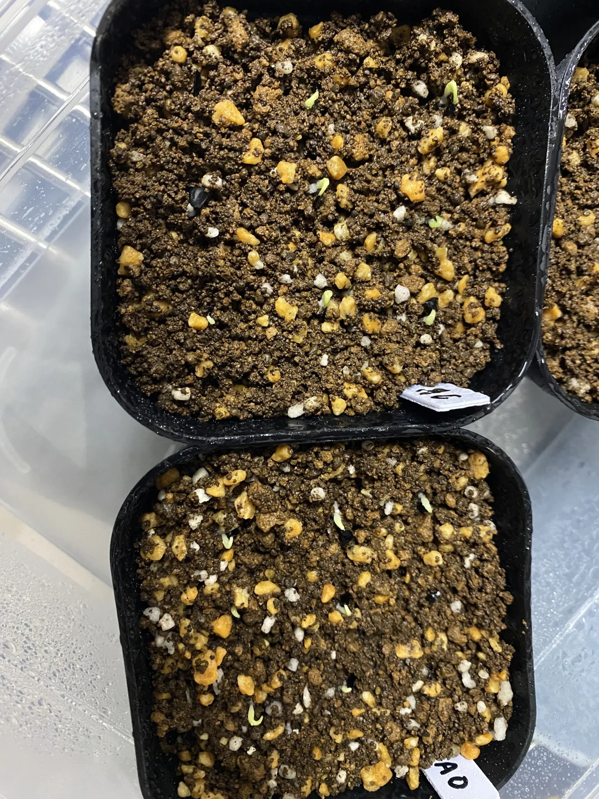 Agave oteroi (アガベ オテロイ)