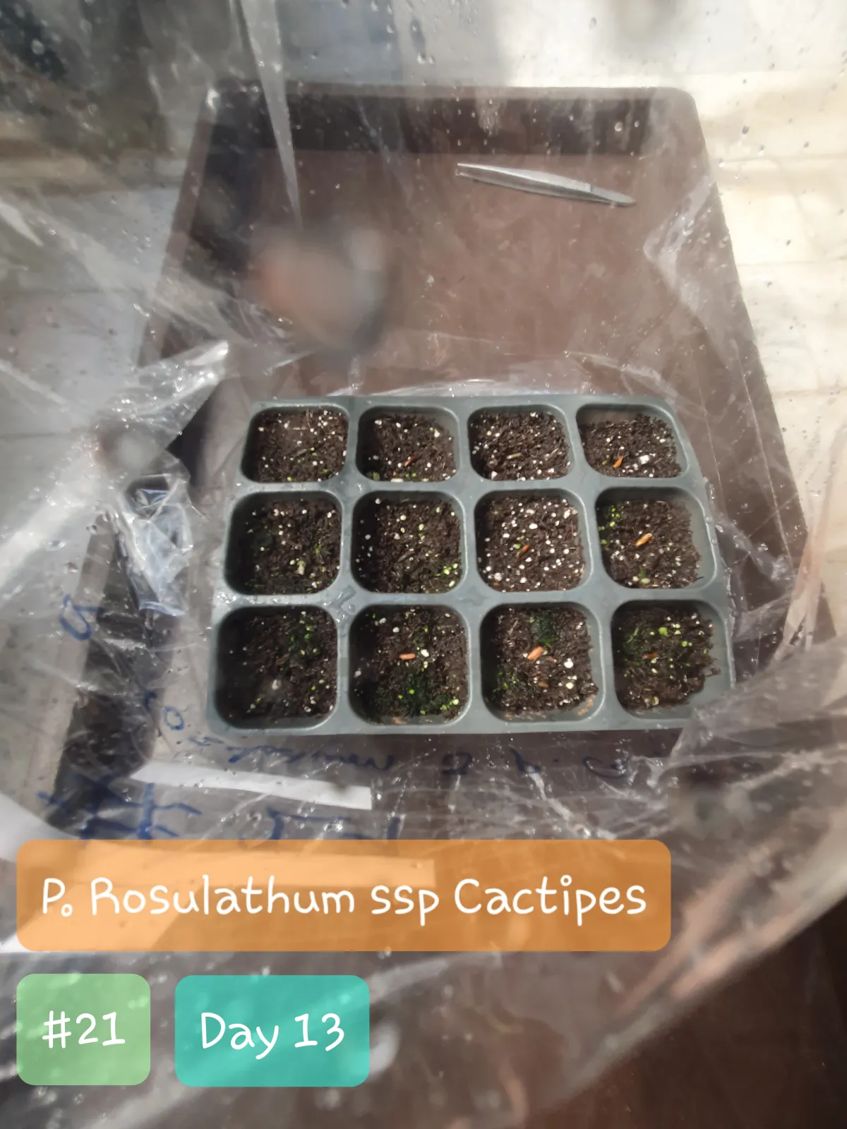 Pachypodium rosulatum ssp. cactipes (パキポディウム カクチペス)