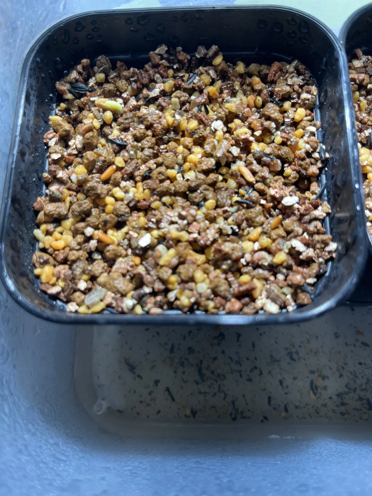 Pachypodium rosulatum var. inopinatum (パキポディウム イノピナツム)