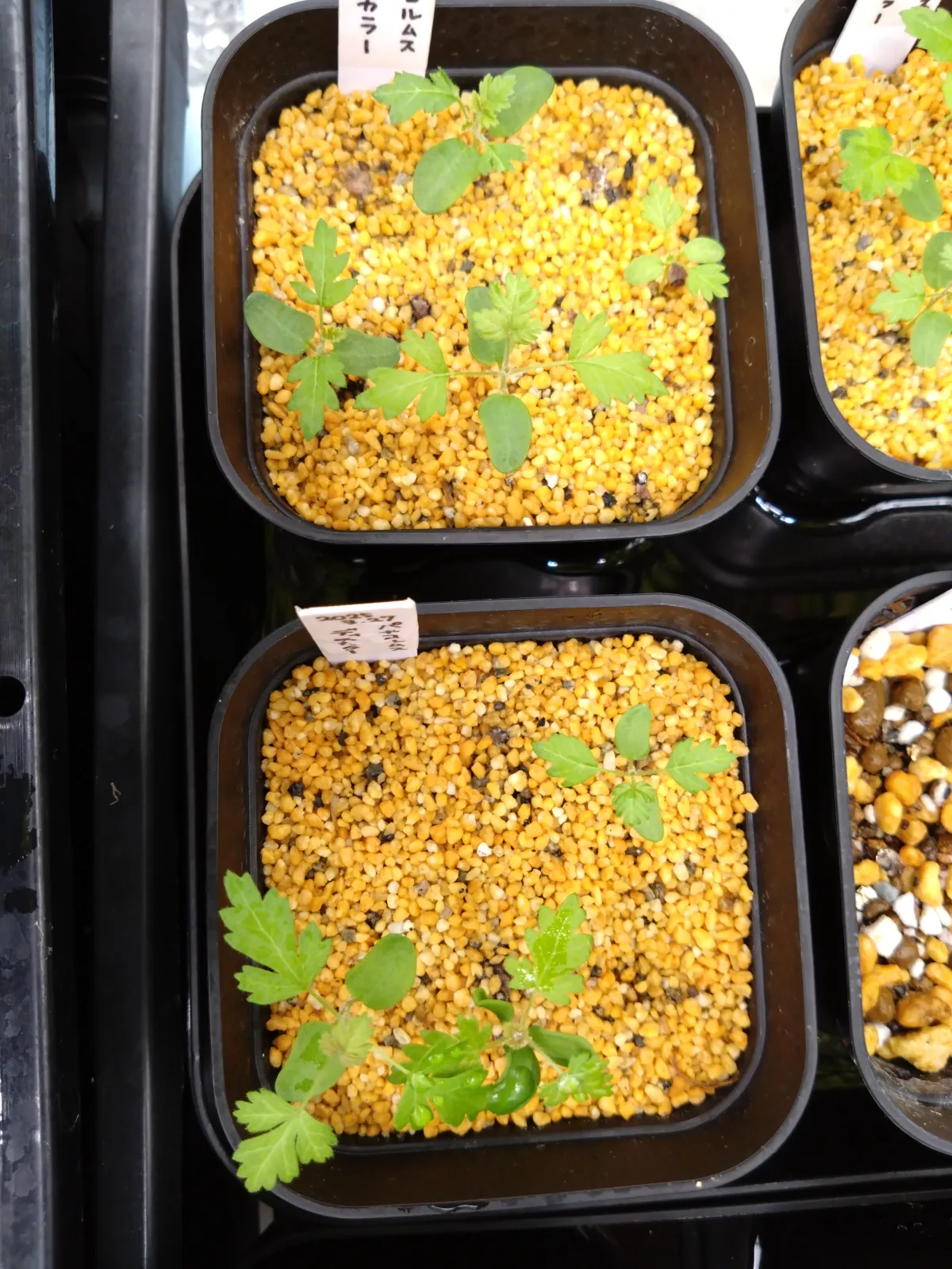 Pachycormus discolor var. veatchianus (パキコルムス ディスカラー ビーチアナス)