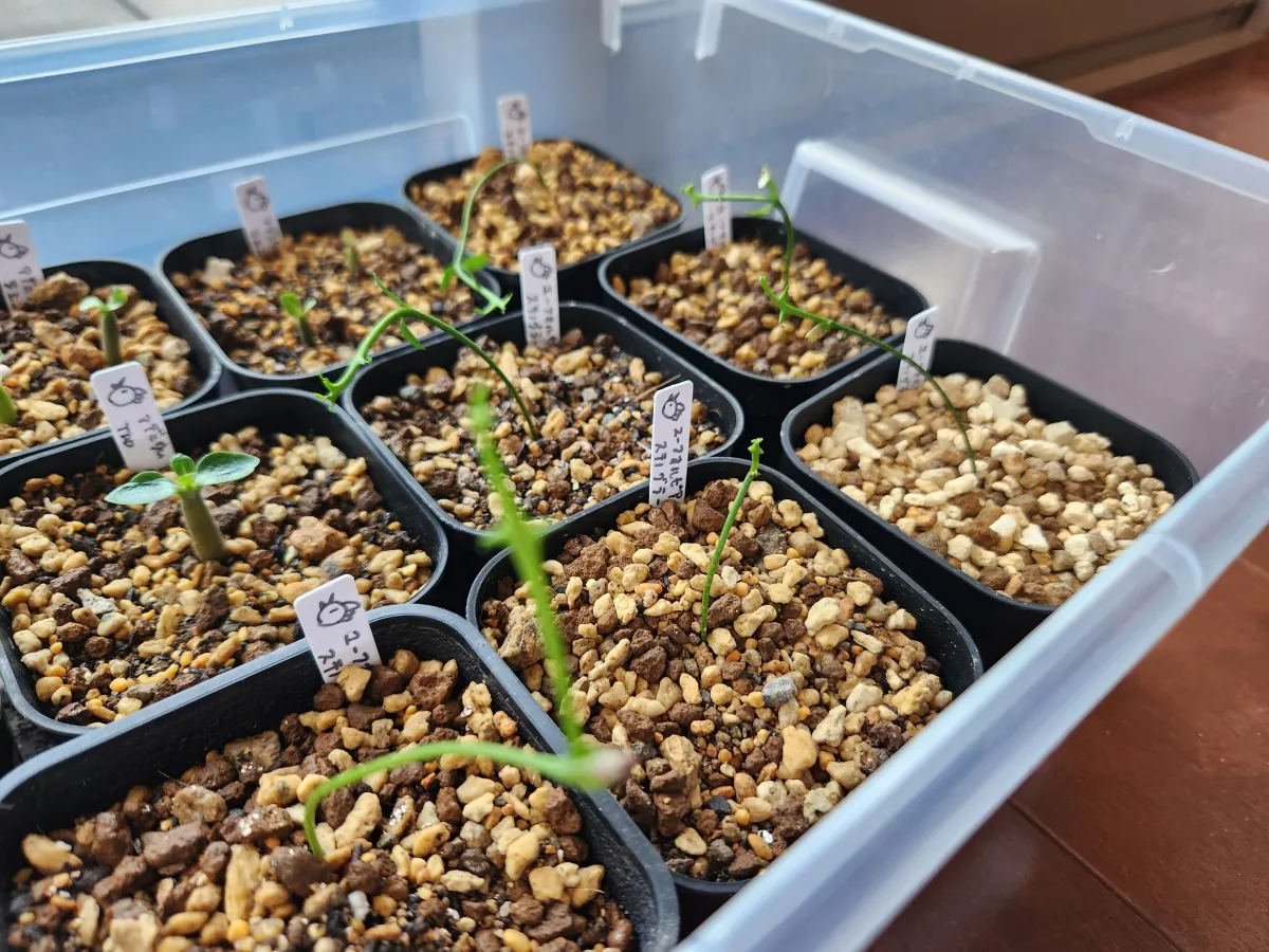 Euphorbia stenoclada subsp. stenoclada (ユーフォルビア ステノクラーダ)