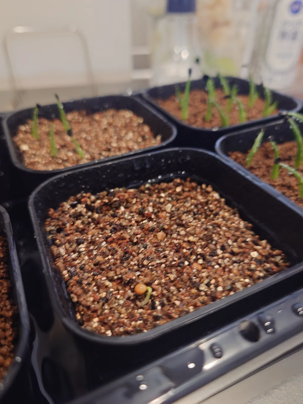 Dasylirion longissimum var. longissimum (ダシリリオン ロンギシマム)