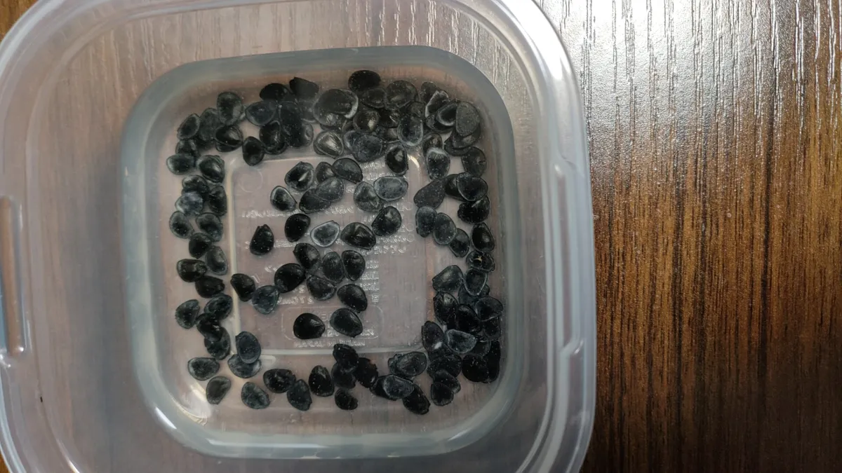 [チャレンジ種子] アガベ シャウィ（発芽難） Agave shawii subsp. shawii (発芽難)