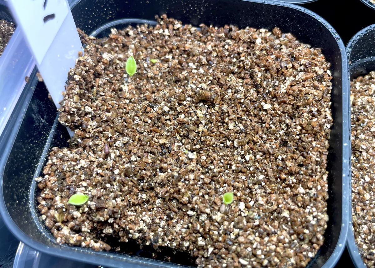 Billbergia Billbergia sp. Hallelujah x Darth Vader (ビルベルギア ハレルヤxダースベイダー)