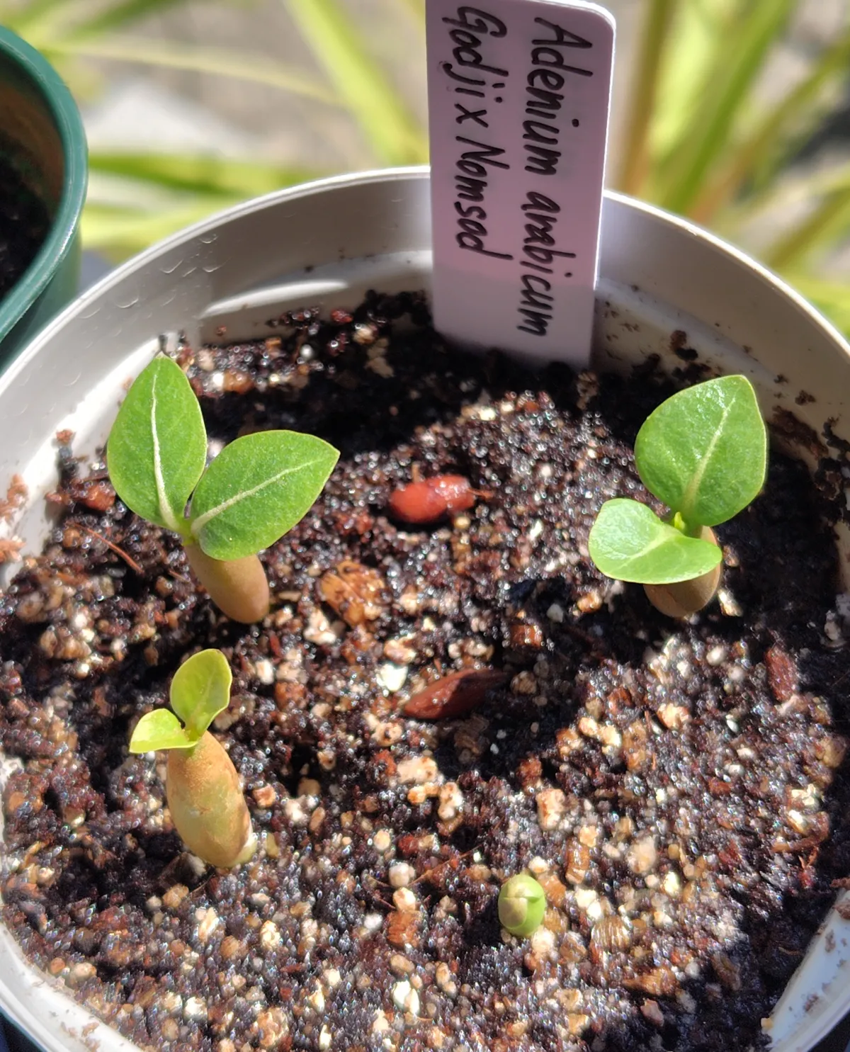 Adenium arabicum Godji x NS (アデニウム アラビカム ゴッジ x NS)