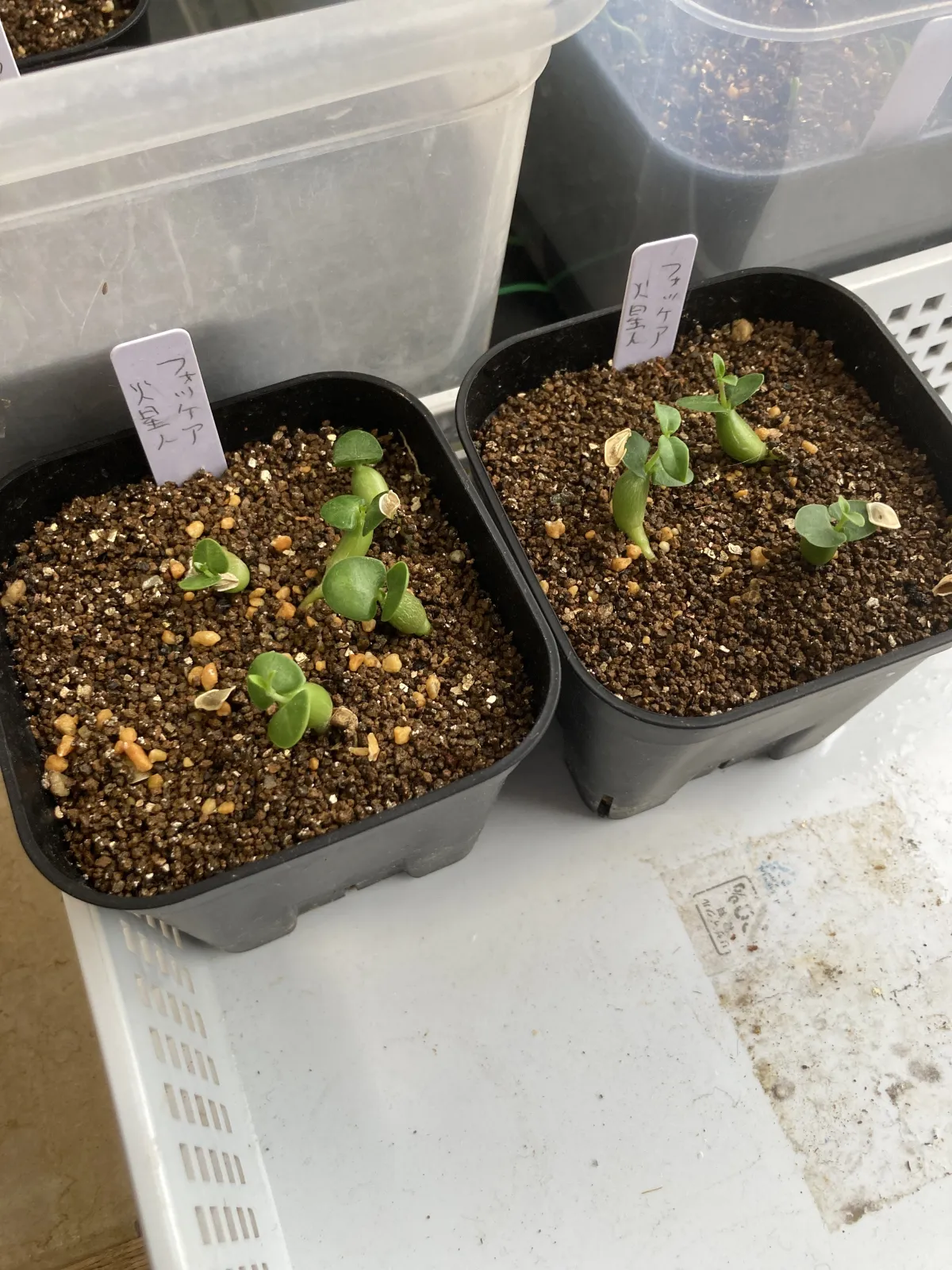 Fockea edulis (フォッケア 火星人)