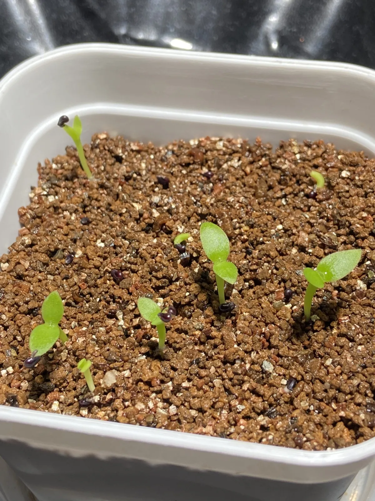 Hylocereus costaricensis (レッドドラゴンフルーツ)