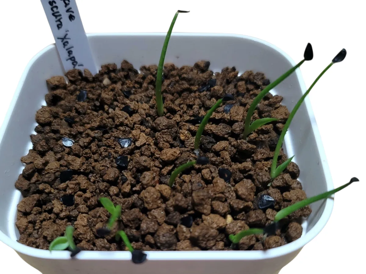 Agave obscura (アガベ オブスキュラ)