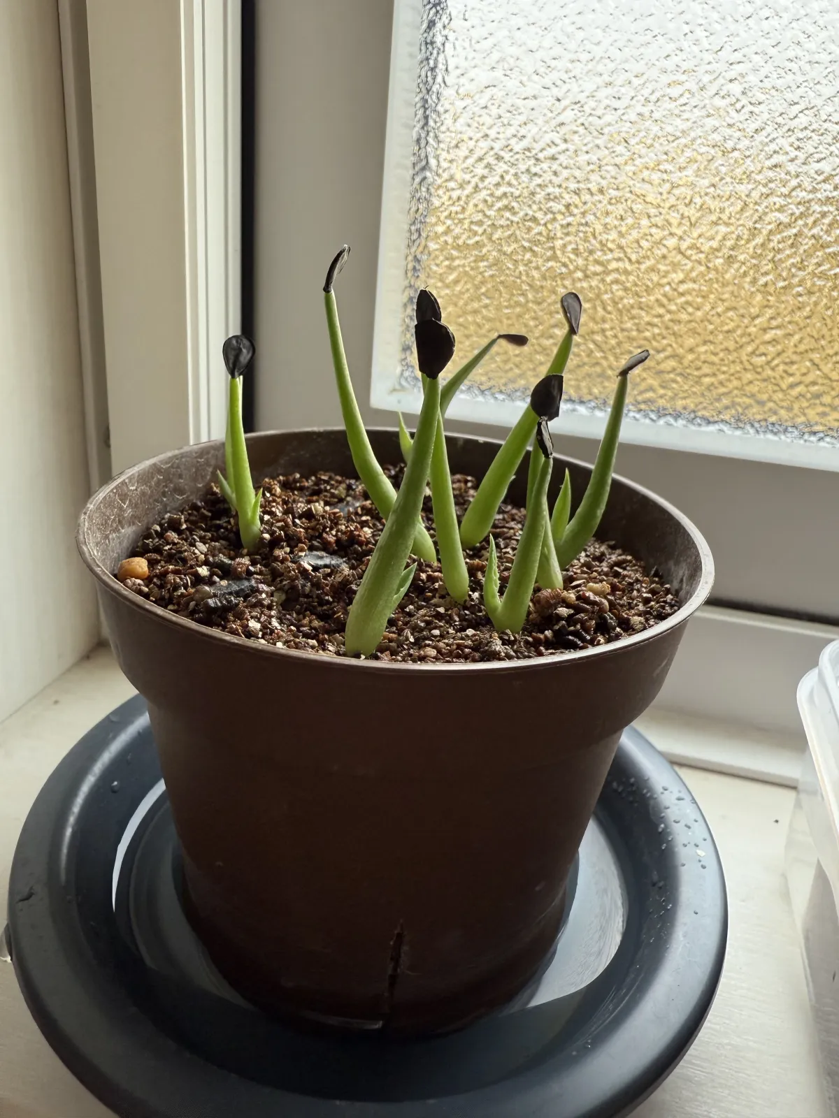 Agave americana var. franzosinii (アガベ フランゾシニー)