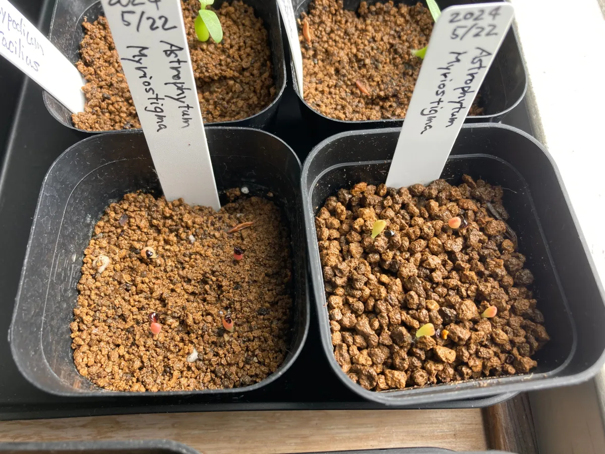 Astrophytum myriostigma (アストロフィツム ミリオスティグマ)